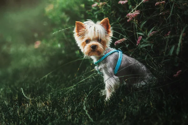 Yorkshire Terrier Hund im Freien — Stockfoto