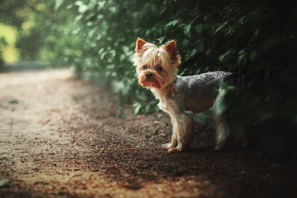 Yorkshire Terrier chien en plein air — Photo