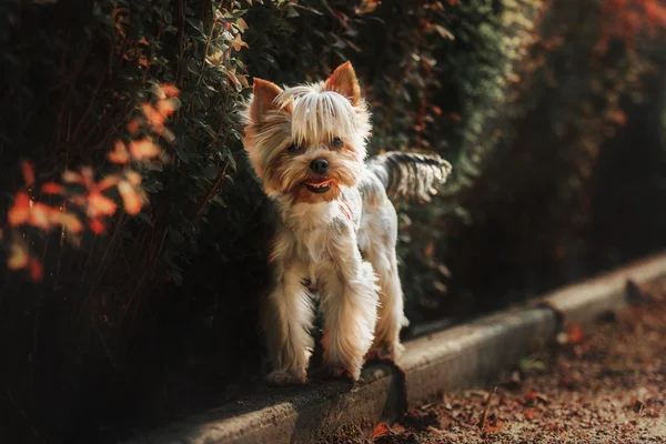 Yorkshire Terrier hund utomhus — Stockfoto