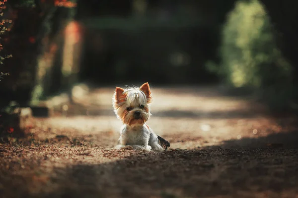 Yorkshire Terrier chien en plein air — Photo