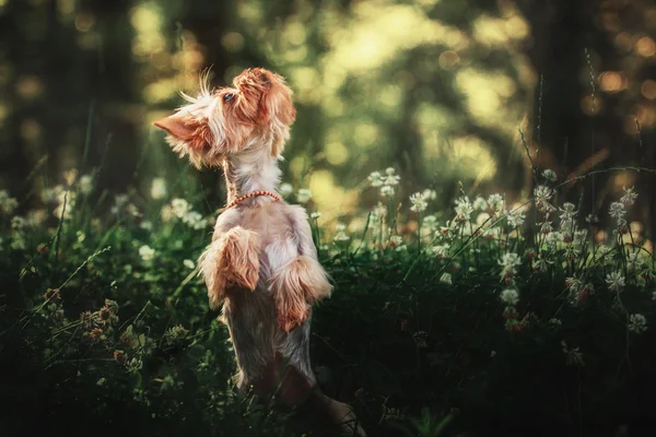 Yorkshire Terrier köpek açık — Stok fotoğraf