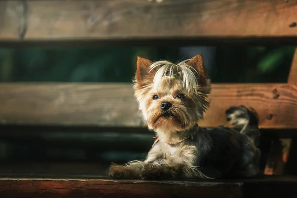 Yorkshire Terrier pies zewnątrz — Zdjęcie stockowe