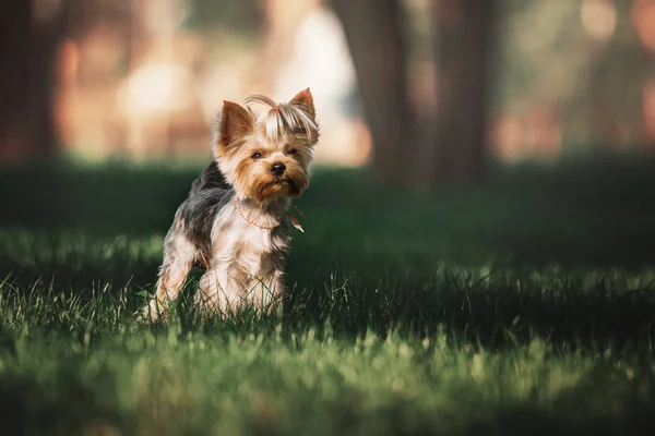 Yorkshire Terrier hund utomhus — Stockfoto