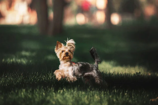 ヨークシャー テリア犬の屋外 — ストック写真