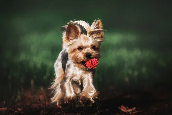 Yorkshire Terrier Hund im Freien — Stockfoto