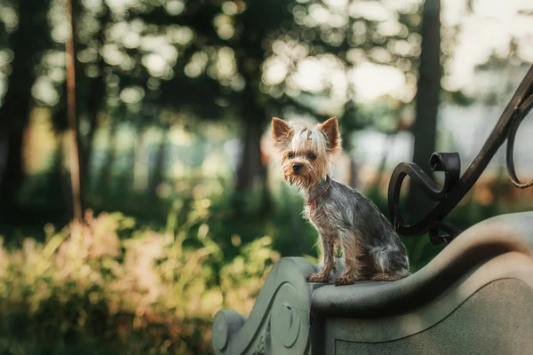 Yorkshire Terrier dog outdoor — Stock Photo, Image