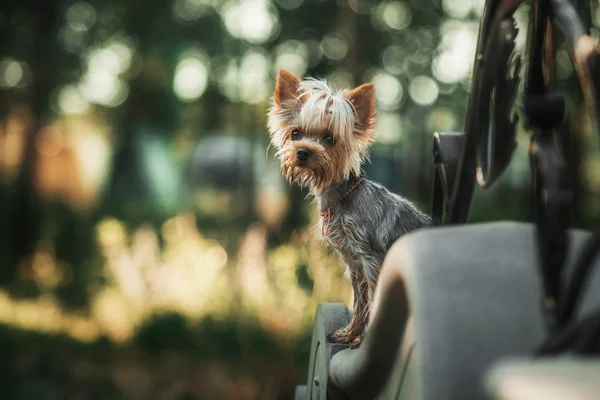 Yorkshire Terrier pies zewnątrz — Zdjęcie stockowe