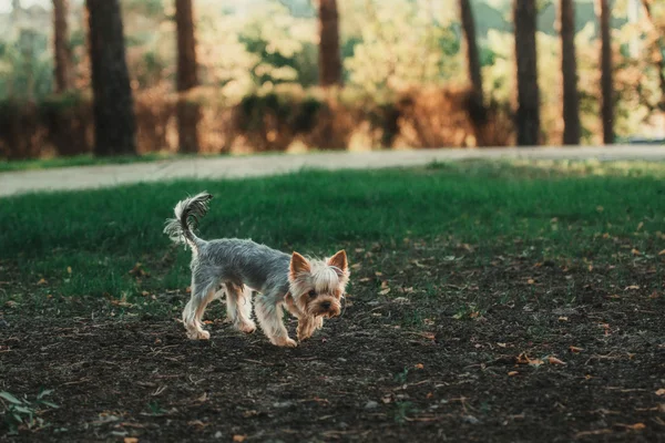 Yorkshire Terrier chien en plein air — Photo