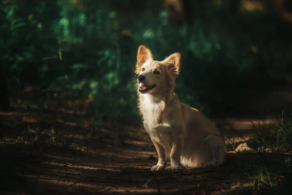 Mignon chien rouge en plein air. Chien métis — Photo