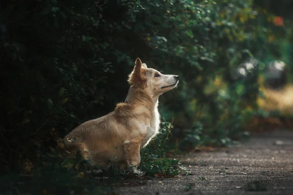 Χαριτωμένο κόκκινο σκυλί εξωτερική. Mixbreed σκύλος — Φωτογραφία Αρχείου