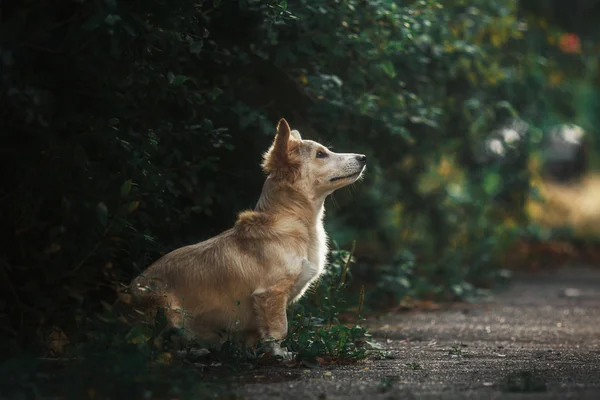 Söta röda hund utomhus. Mixbreed hund — Stockfoto