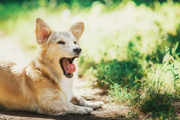 Söta röda hund utomhus. Mixbreed hund — Stockfoto