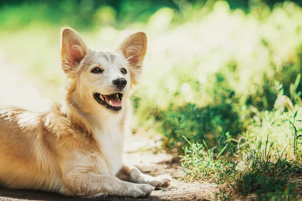 Söta röda hund utomhus. Mixbreed hund — Stockfoto