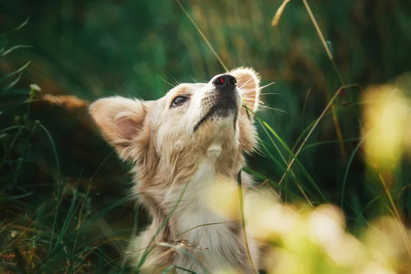 Lindo perro rojo al aire libre. Perro mestizo — Foto de Stock