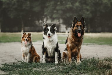 Grup parkta oynayan köpek.