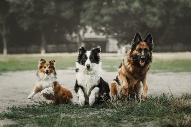 Grup parkta oynayan köpek.