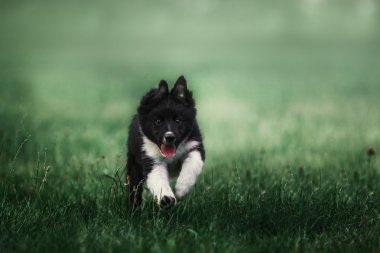 Kenar kömür ocağı köpek yavrusu