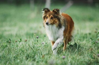 sığınak çoban köpeği
