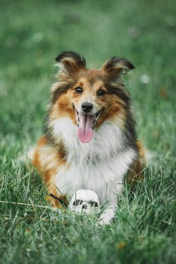 sığınak çoban köpeği