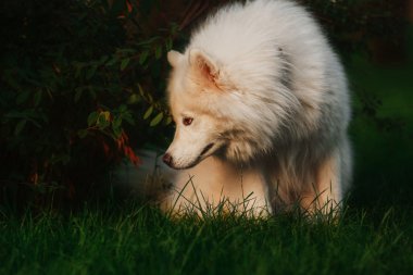 Samoyed köpek Garden