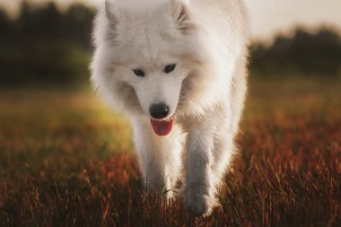 Açık yürüyen Samoyed köpek