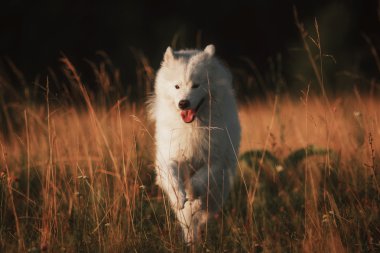Açık yürüyen Samoyed köpek