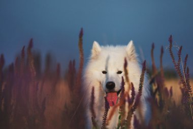 Açık yürüyen Samoyed köpek