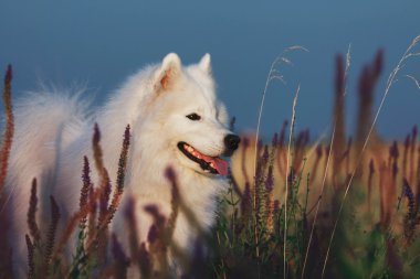 Açık yürüyen Samoyed köpek