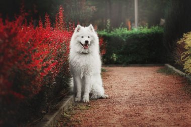 Parktaki Samoyed köpeği.
