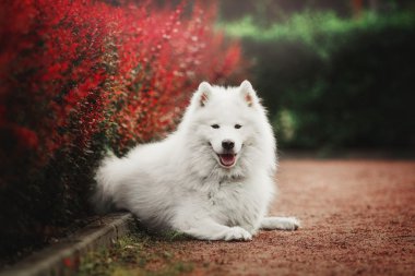 Parktaki Samoyed köpeği.