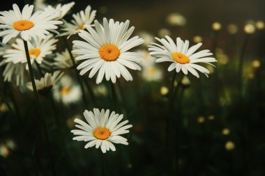 Papatya çiçeği açık