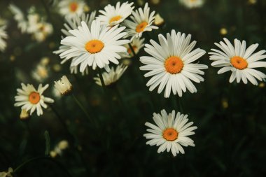 Papatya çiçeği açık