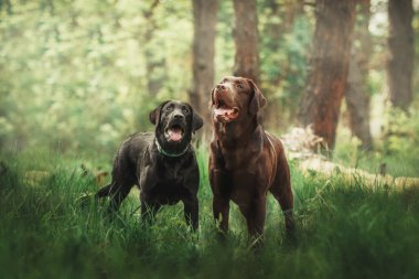 Labrador retriever köpek ayakta yeşil çimenlerin üzerinde.