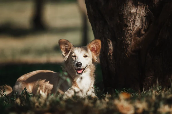 Niedlichen roten Hund im Freien. Mischlingshund — Stockfoto