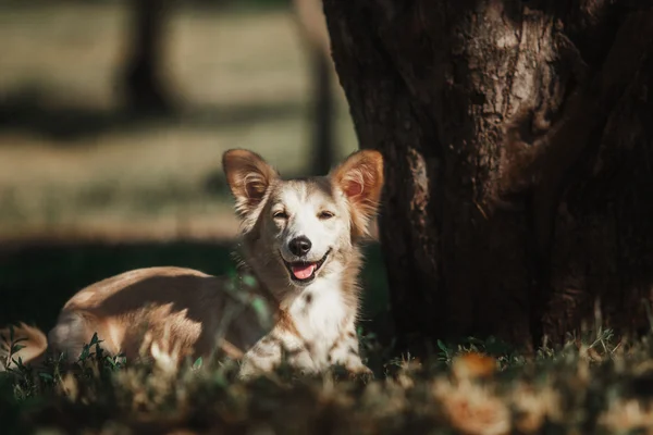 Söta röda hund utomhus. Mixbreed hund — Stockfoto