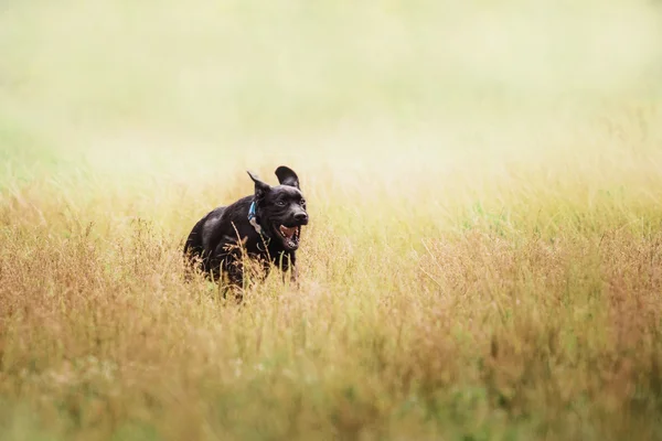 Labrador retrívr štěně venkovní — Stock fotografie