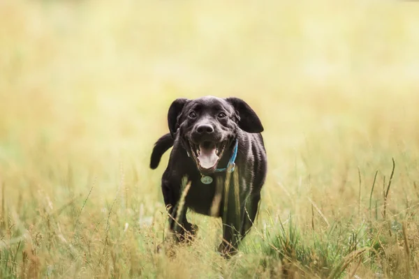 Labrador Retriever Valp utomhus — Stockfoto