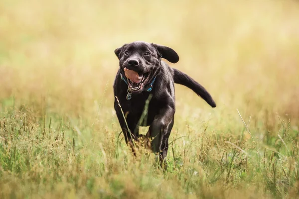 Labrador Retriever Valp utomhus — Stockfoto