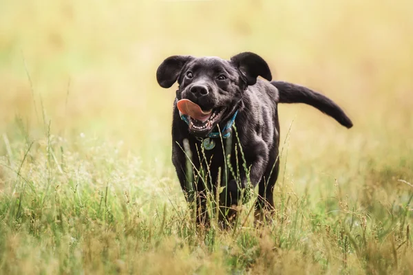 Labrador Retriever Cucciolo all'aperto — Foto Stock