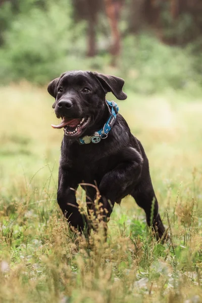 Labrador Retriever Filhote de cachorro ao ar livre — Fotografia de Stock