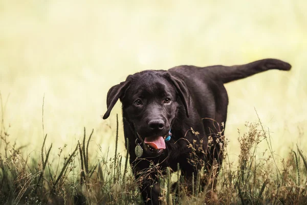 Labrador Retriever Valp utomhus — Stockfoto