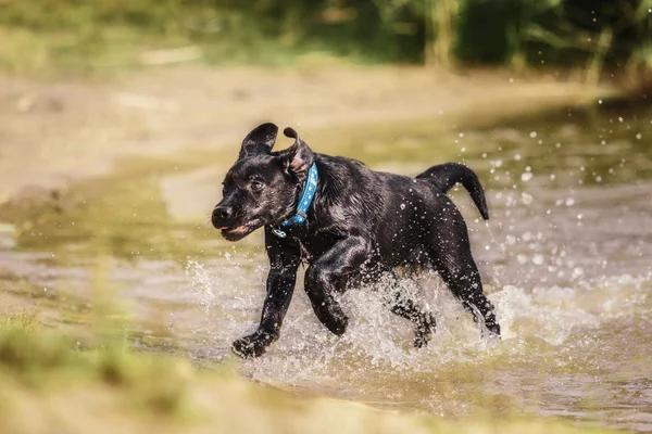 Labrador retriever pup buiten — Stockfoto