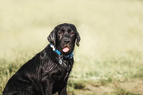 Labrador Retriever Chiot en plein air — Photo