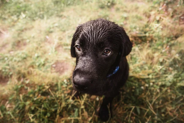 Labrador retriever puppy outdoor — Stock Photo, Image