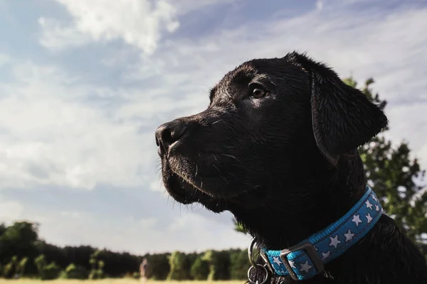 Labrador Retriever Valp utomhus — Stockfoto