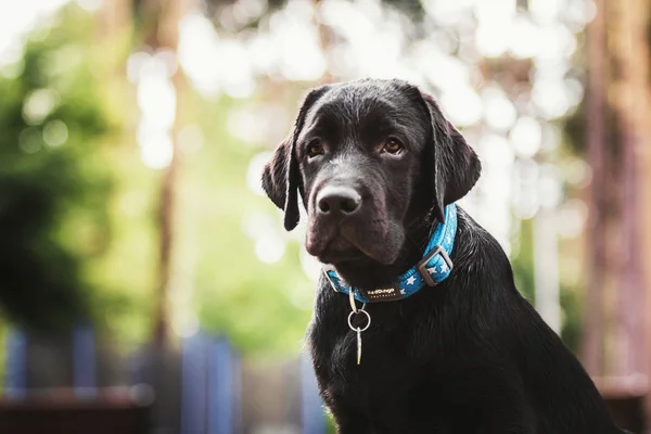 Λαμπραντόρ Retriever κουτάβι υπαίθρια — Φωτογραφία Αρχείου