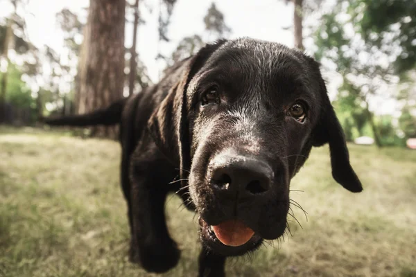 Labrador Retriever Valp utomhus — Stockfoto