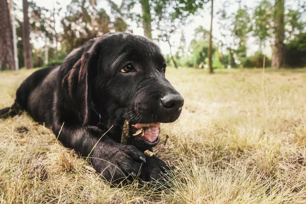 Λαμπραντόρ Retriever κουτάβι υπαίθρια — Φωτογραφία Αρχείου