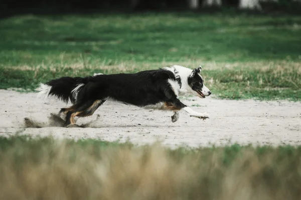 Border Collie raça cão ao ar livre. Verão — Fotografia de Stock