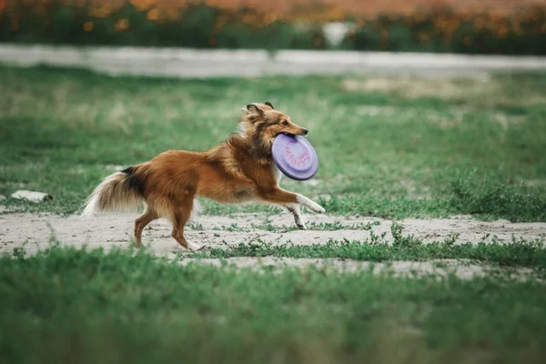 Sheltie cão pastor — Fotografia de Stock